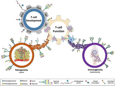 Frontiers | Glycans As Key Checkpoints Of T Cell Activity And Function